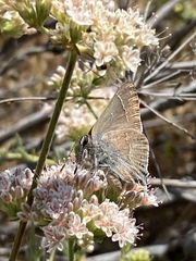 Satyrium saepium chalcis