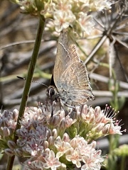 Satyrium saepium chalcis