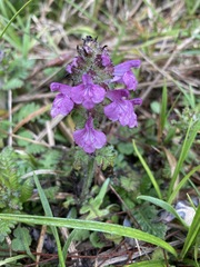 Pedicularis refracta transmorrisonensis