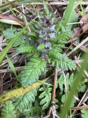 Pedicularis refracta transmorrisonensis