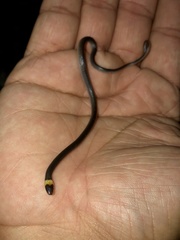 Enulius flavitorques