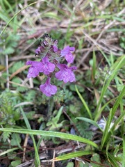 Pedicularis refracta transmorrisonensis