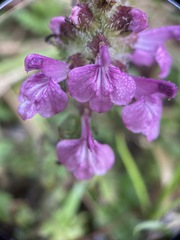 Pedicularis refracta transmorrisonensis