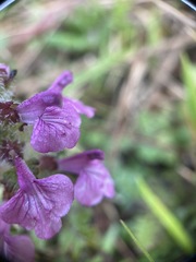 Pedicularis refracta transmorrisonensis