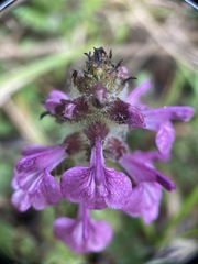 Pedicularis refracta transmorrisonensis