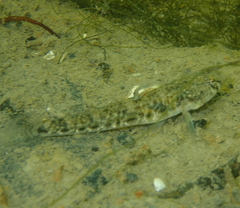 Pomatoschistus microps