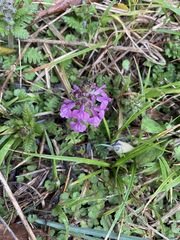 Pedicularis refracta transmorrisonensis