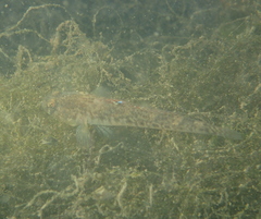 Pomatoschistus microps