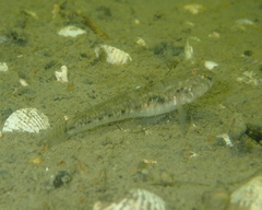 Pomatoschistus microps