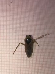 Notonecta maculata