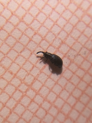 Ischnopterapion virens