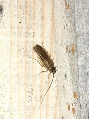 Ectobius lapponicus