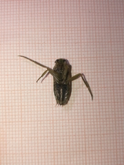 Notonecta maculata