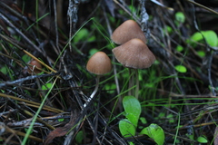 Psathyrella