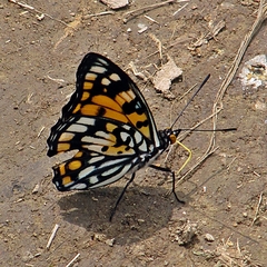 Apaturinae