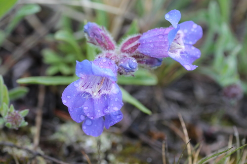 Gorman's Beardtongue