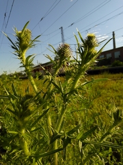Cirsium vulgare