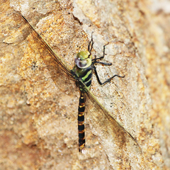 Anax immaculifrons