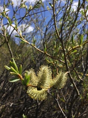 Salix lemmonii