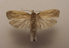 Glaphyrarcha euthrepta