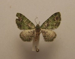 Pasiphila semochlora