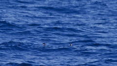 Synthliboramphus scrippsi