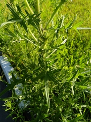 Cirsium vulgare