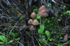 Psathyrella