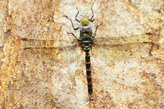 Anax immaculifrons