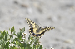 Papilio machaon ladakensis