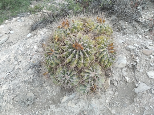 Emory's barrel cactus