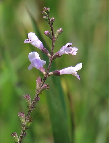 Physostegia godfreyi P.D.Cantino