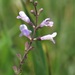 Godfrey's False Dragonhead - Photo (c) j_appleget, some rights reserved (CC BY-NC), uploaded by j_appleget