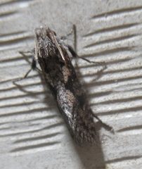 Acrolophus propinqua