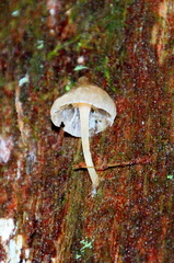 Roridomyces austrororidus