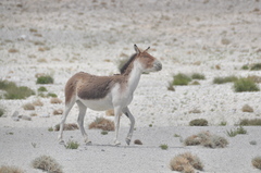 Equus kiang
