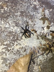 Latrodectus hesperus