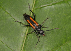 Strangalepta abbreviata