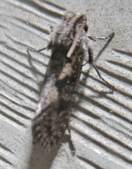 Acrolophus propinqua