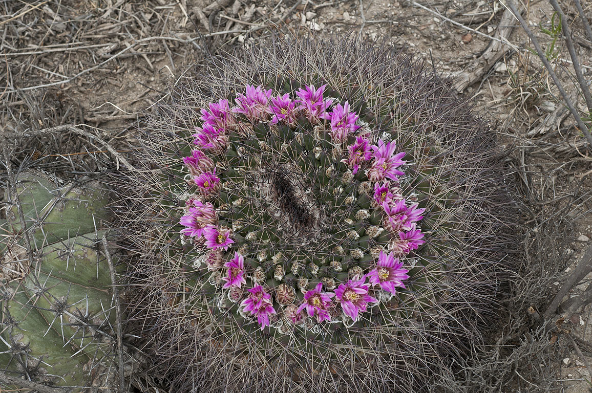 Mammillaria melanocentra