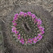 Mammillaria melanocentra - Photo (c) Ad Konings,  זכויות יוצרים חלקיות (CC BY-NC), הועלה על ידי Ad Konings
