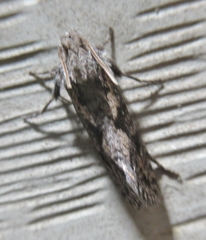 Acrolophus propinqua