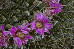 Mammillaria melanocentra melanocentra