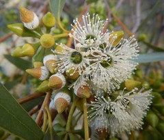 Eucalyptus diversifolia