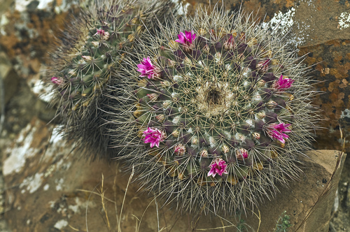 Mammillaria melanocentra ssp. melanocentra