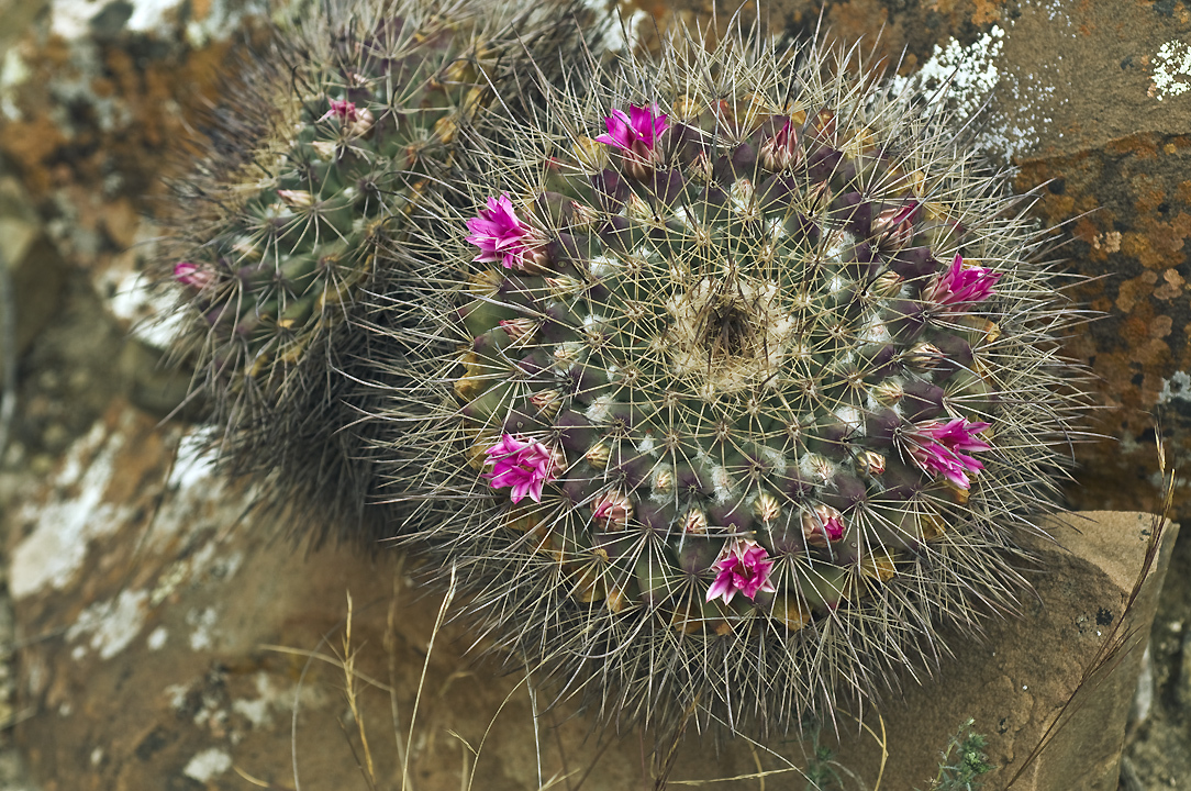 Mammillaria melanocentra ssp. melanocentra