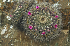 Mammillaria melanocentra melanocentra