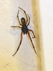 Steatoda nobilis