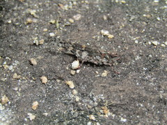 Trimerotropis saxatilis