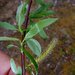 Salix arbusculoides - Photo (c) Cam Webb, alguns direitos reservados (CC BY-NC), uploaded by Cam Webb